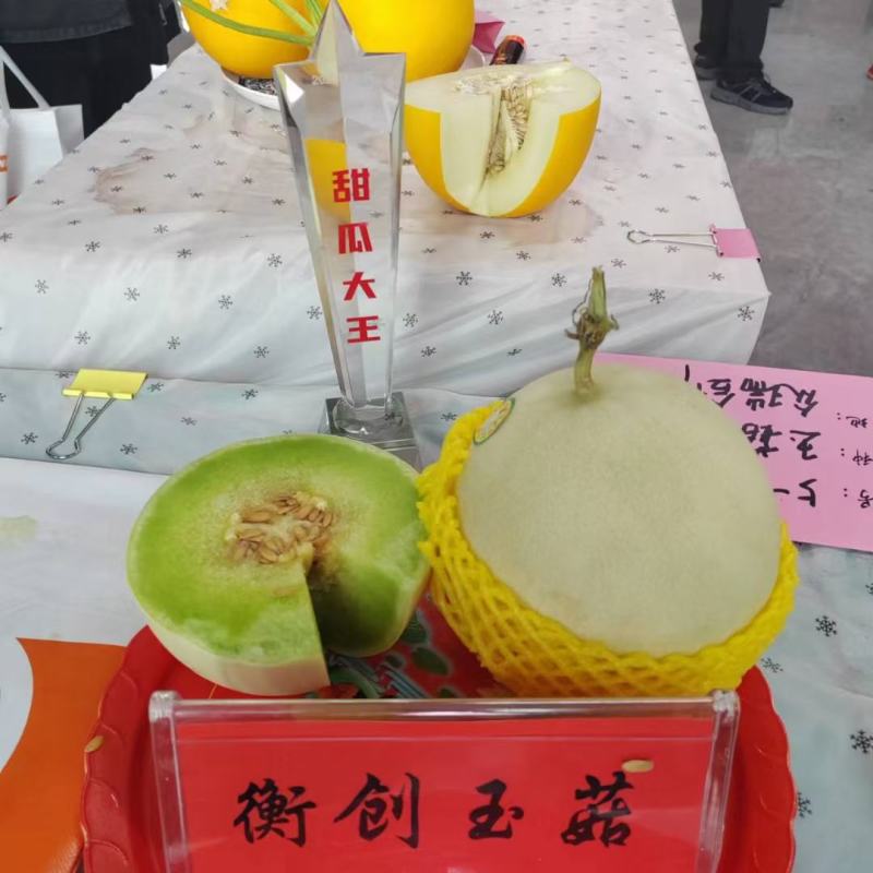 红皮红肉甜瓜种子中早熟果肉白色肉厚腔小含糖17度耐运