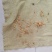 红皮红肉甜瓜种子中早熟果肉白色肉厚腔小含糖17度耐运