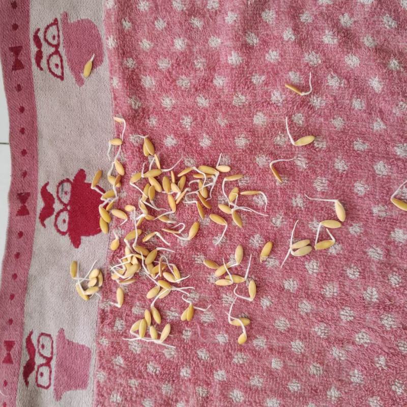 红皮红肉甜瓜种子中早熟果肉白色肉厚腔小含糖17度耐运