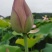 无硫白莲子，莲子批发一手货源。保质保量可全国发货