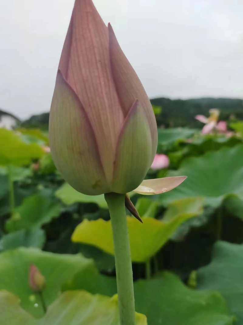 无硫白莲子，莲子批发一手货源。保质保量可全国发货