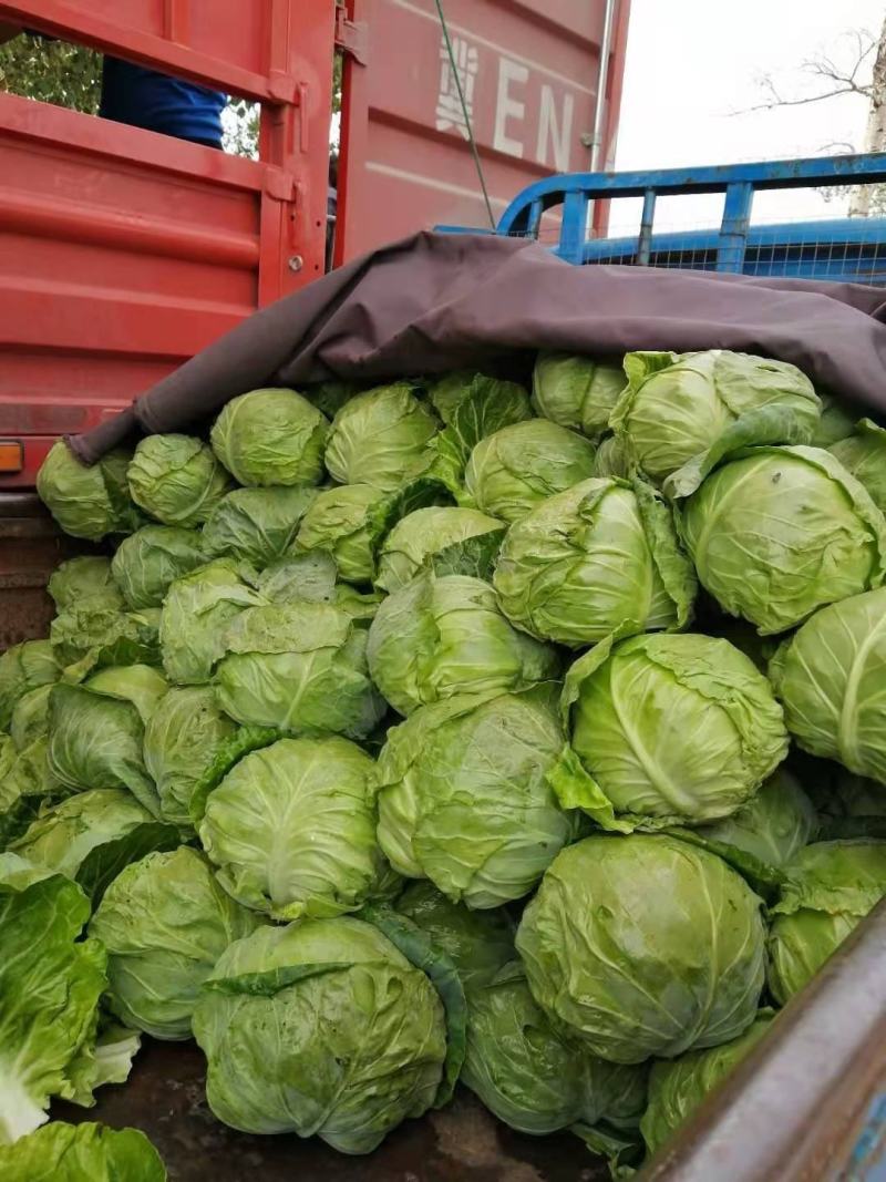 甘蓝圆包菜牛心甘蓝中甘甘蓝货源充足代收代发代加工