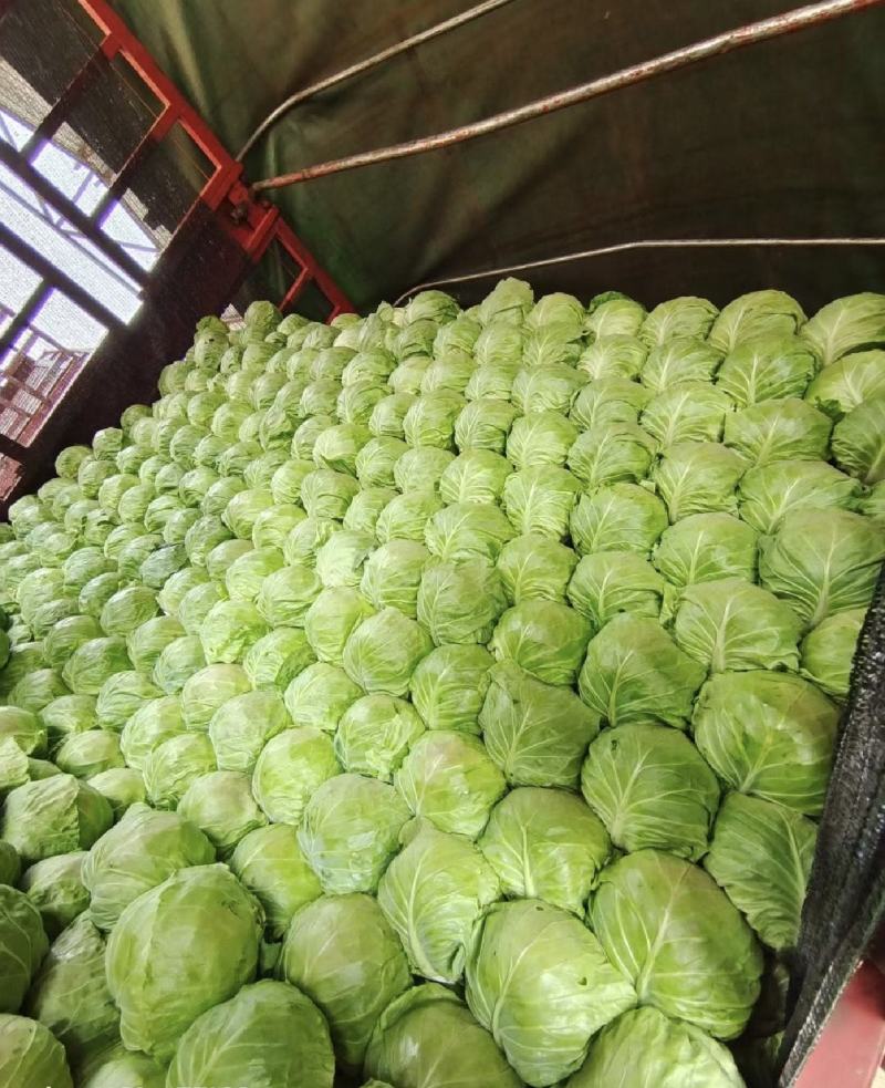 甘蓝圆包菜牛心甘蓝中甘甘蓝货源充足代收代发代加工