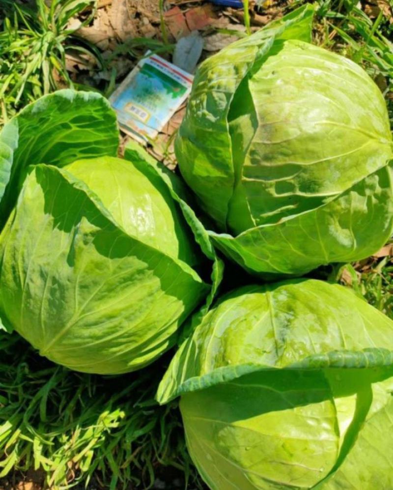 甘蓝圆包菜牛心甘蓝中甘甘蓝货源充足代收代发代加工