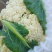有机菜花白面青梗散花小米粒松花菜代收代发代加工全国发