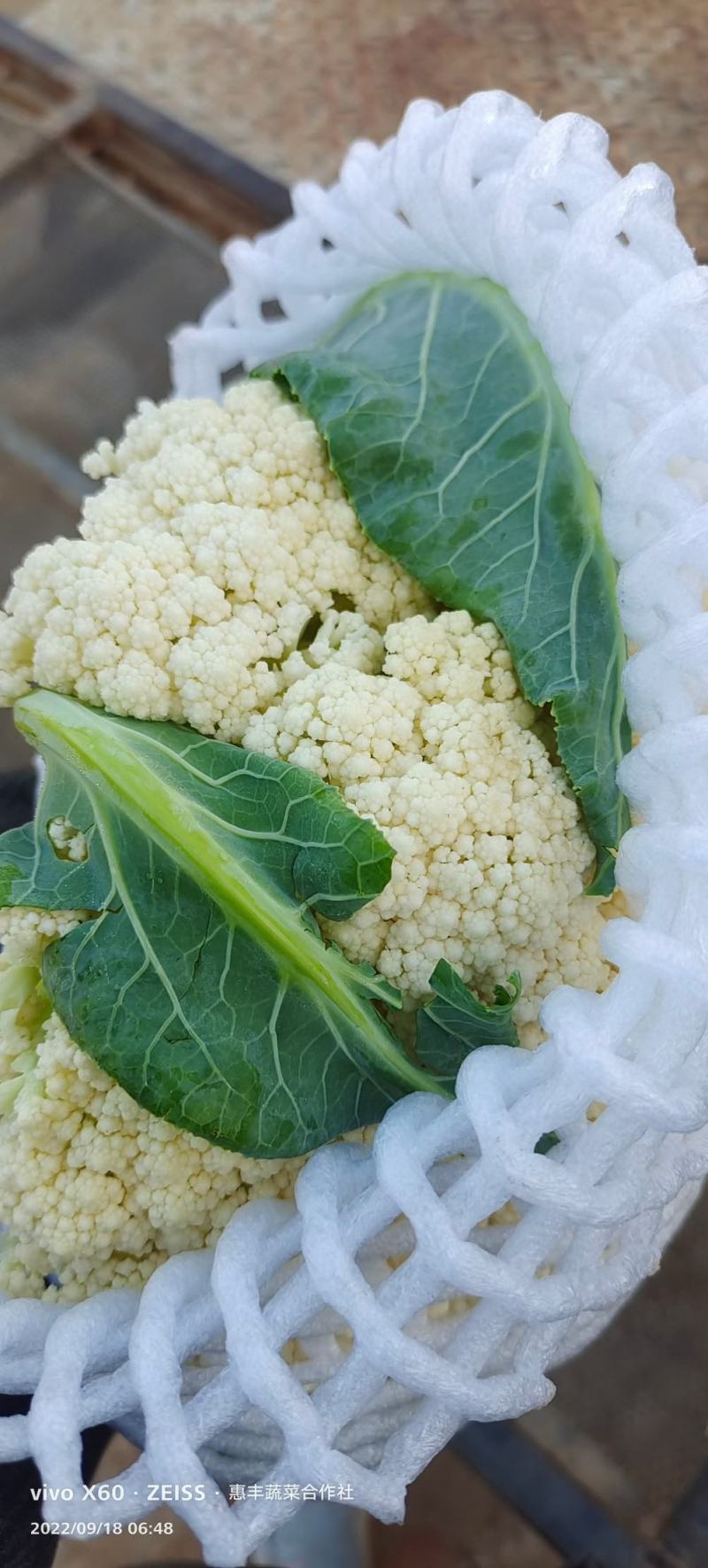 有机菜花白面青梗散花小米粒松花菜代收代发代加工全国发
