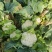 有机菜花白面青梗散花小米粒松花菜代收代发代加工全国发