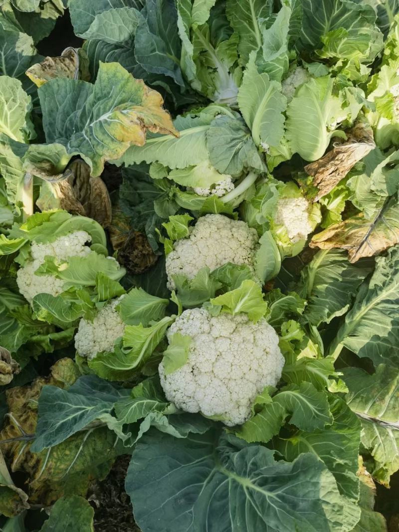 有机菜花白面青梗散花小米粒松花菜代收代发代加工全国发