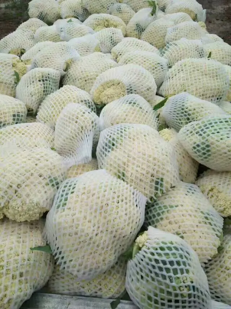 有机菜花白面青梗散花小米粒松花菜代收代发代加工全国发