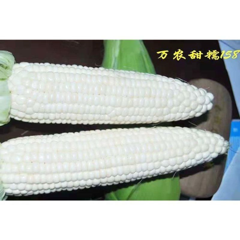 万农甜糯158白甜糯玉米种籽高产春季良种早熟矮杆甜加糯粘