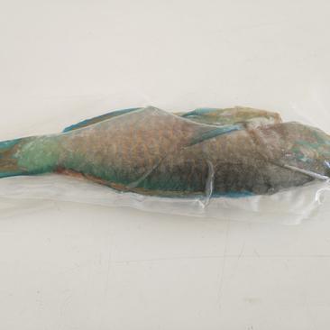 南沙海域珊瑚青衣鱼去内脏真空包装