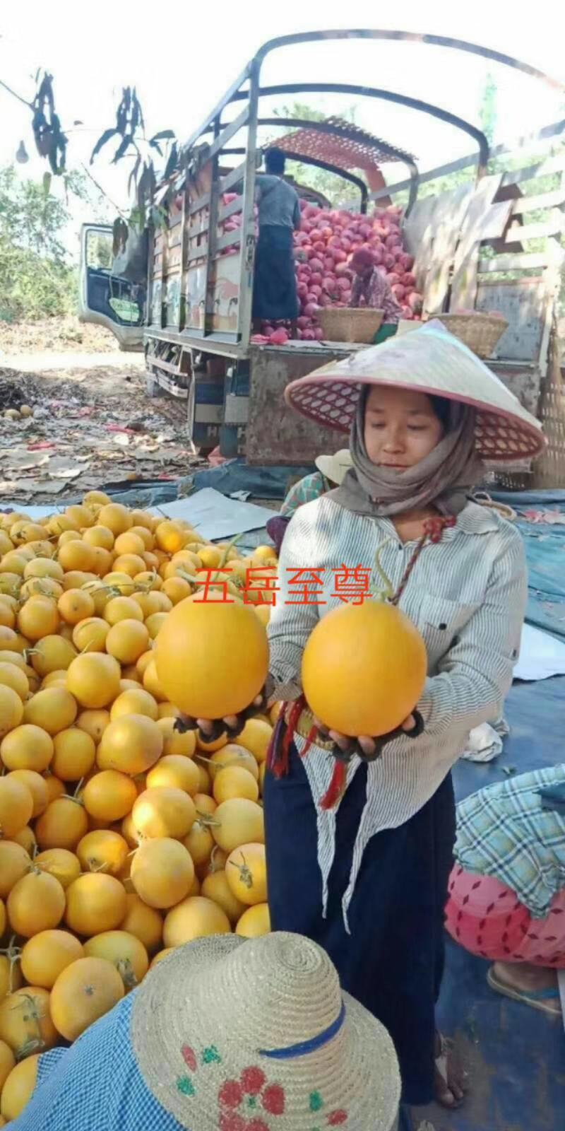 金瑞久瑞红甜瓜种子早熟5斤左右黄皮白肉大果含糖18度高圆