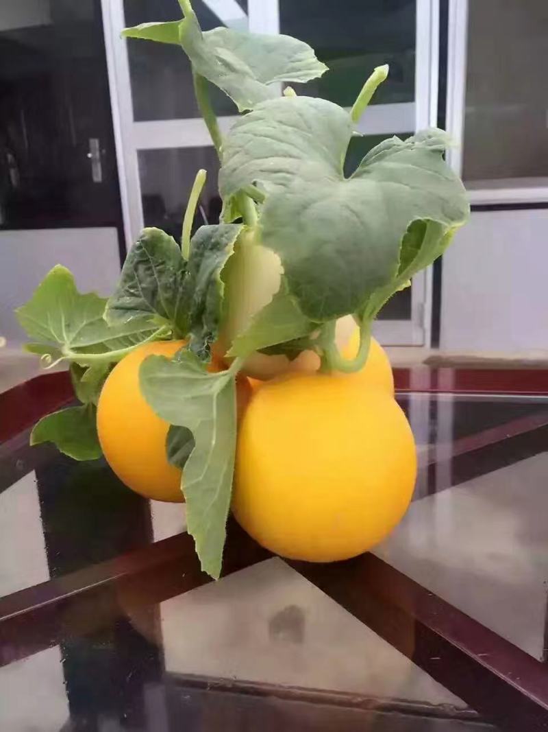 金瑞久瑞红甜瓜种子早熟5斤左右黄皮白肉大果含糖18度高圆