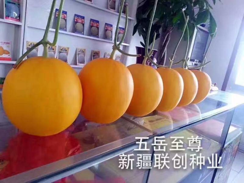 金瑞久瑞红甜瓜种子早熟5斤左右黄皮白肉大果含糖18度高圆