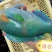 南沙海域珊瑚青衣鱼去内脏真空包装