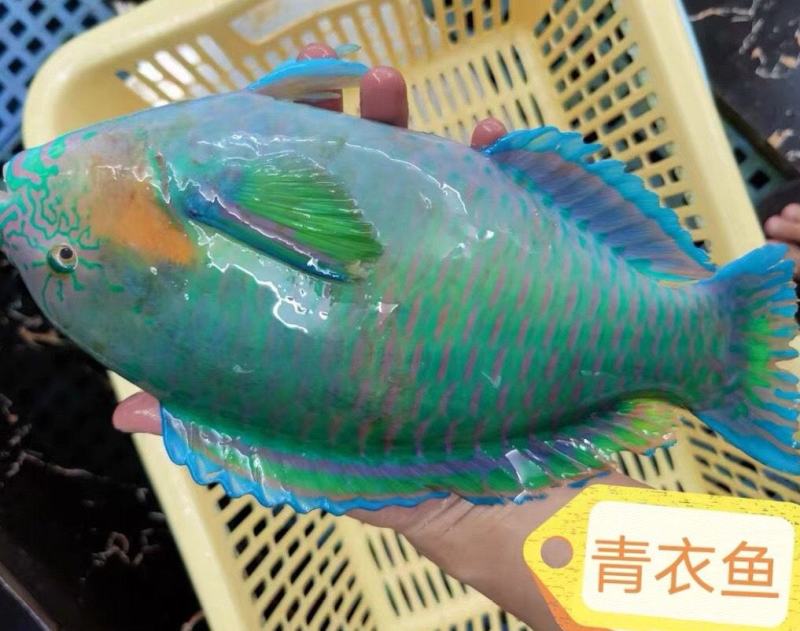 南沙海域珊瑚青衣鱼去内脏真空包装