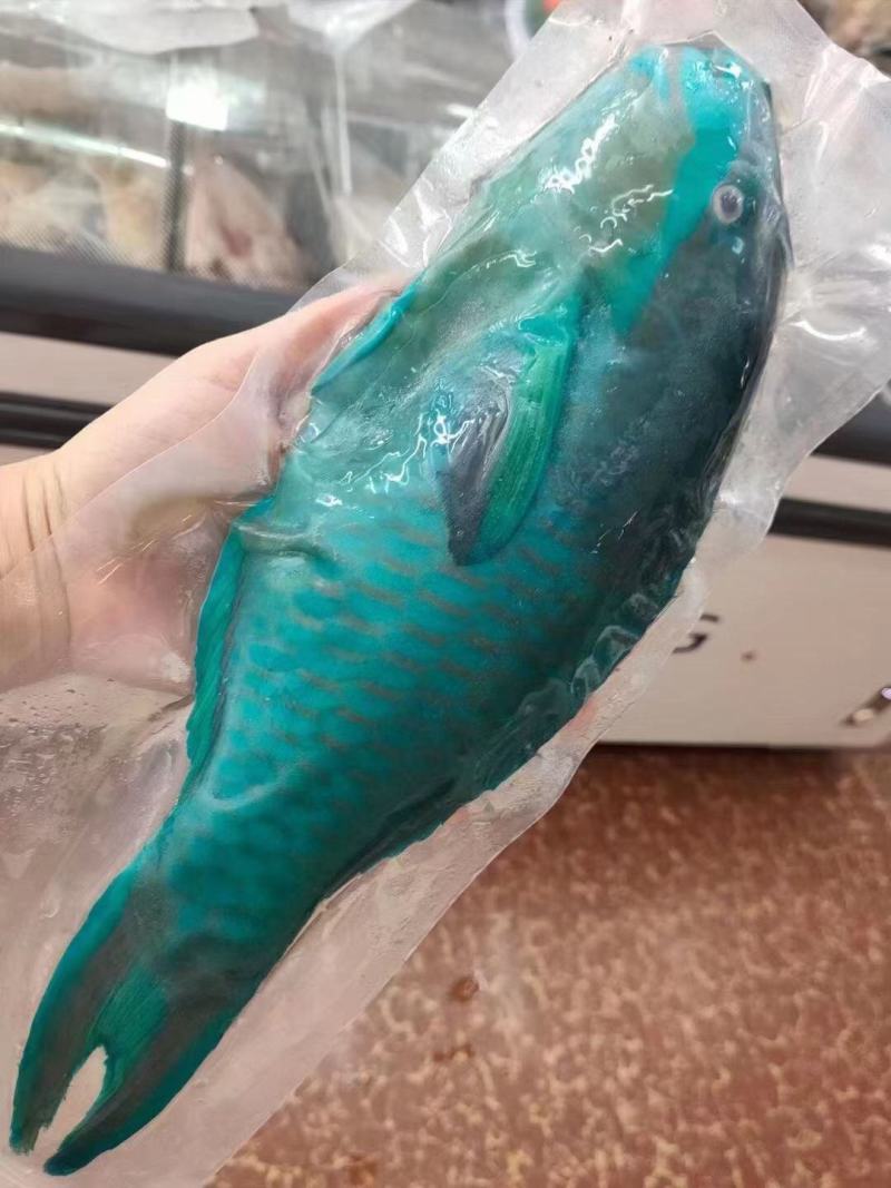 南沙海域珊瑚青衣鱼去内脏真空包装