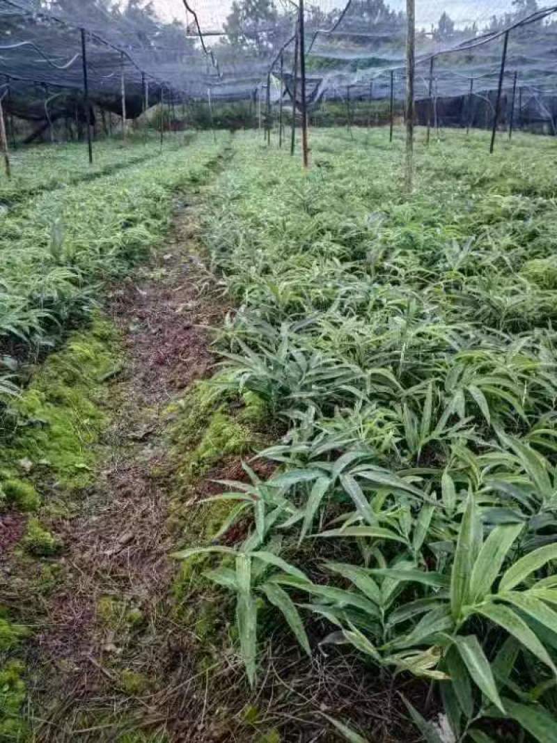 [热卖]四川绵阳黄精种苗多黄黄精苗产地直发