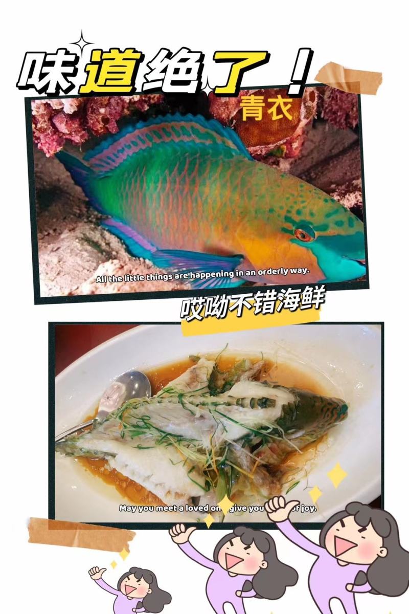 南沙海域珊瑚青衣鱼去内脏真空包装