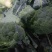 西兰花耐寒优秀西兰花，无虫眼无空心欢迎来电
