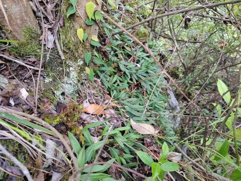 贵州双野生叶小果石橄榄