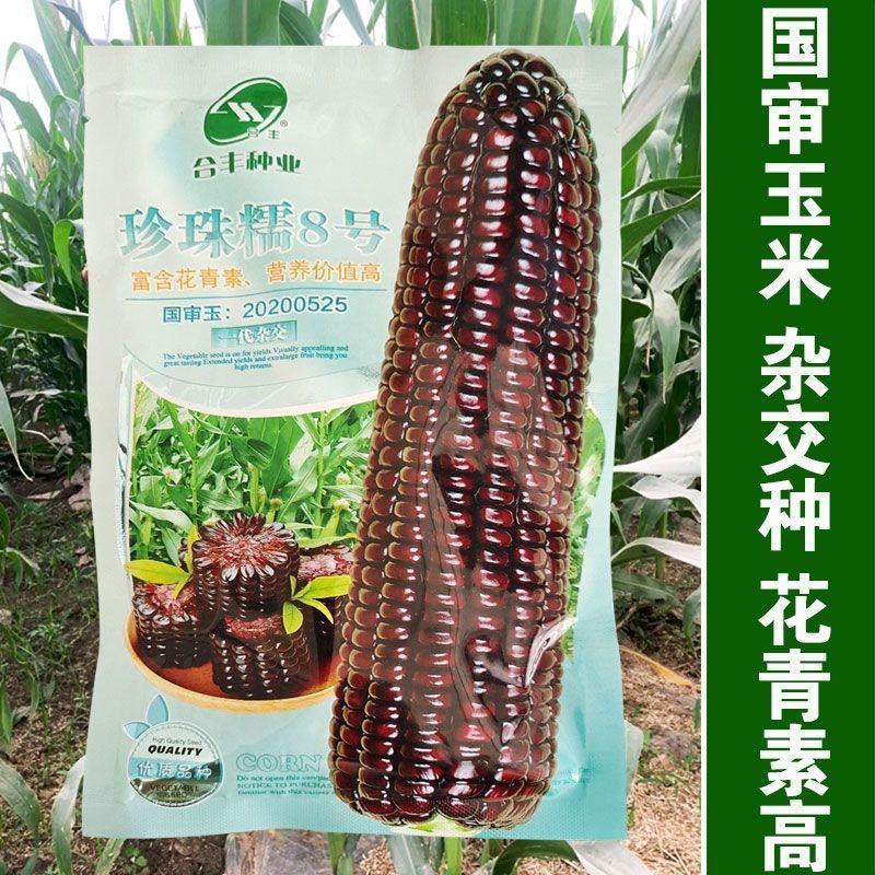 国审甜糯8号黑糯玉米种子新鲜粘大棒水果苞米非转基因黑玉米