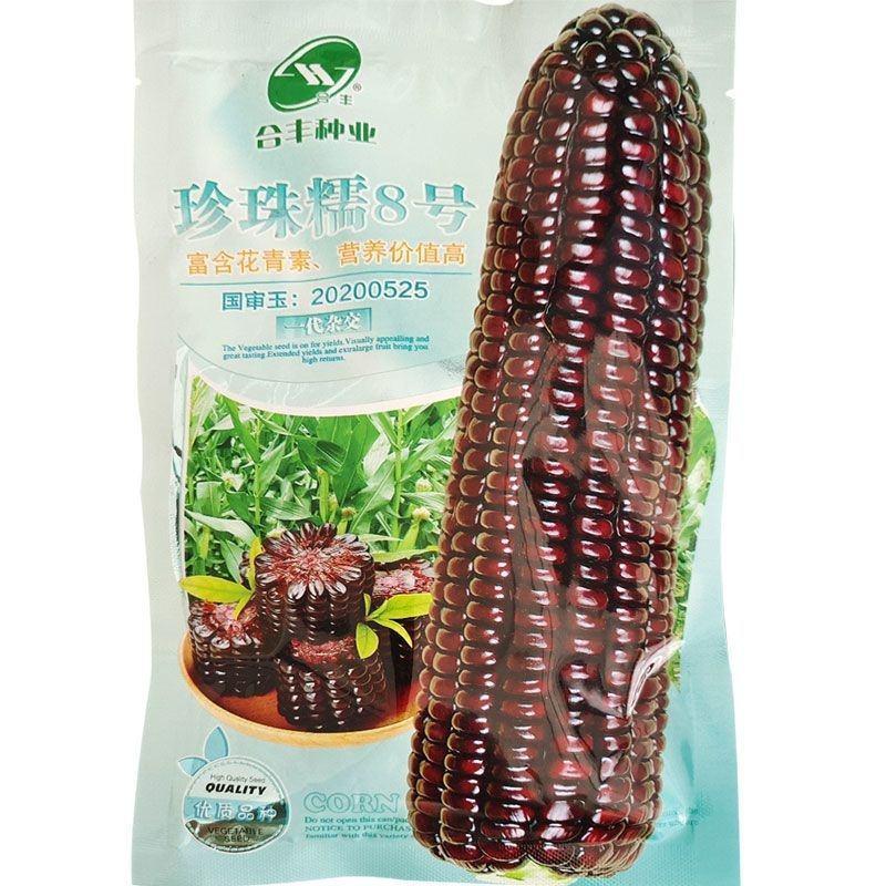 国审甜糯8号黑糯玉米种子新鲜粘大棒水果苞米非转基因黑玉米
