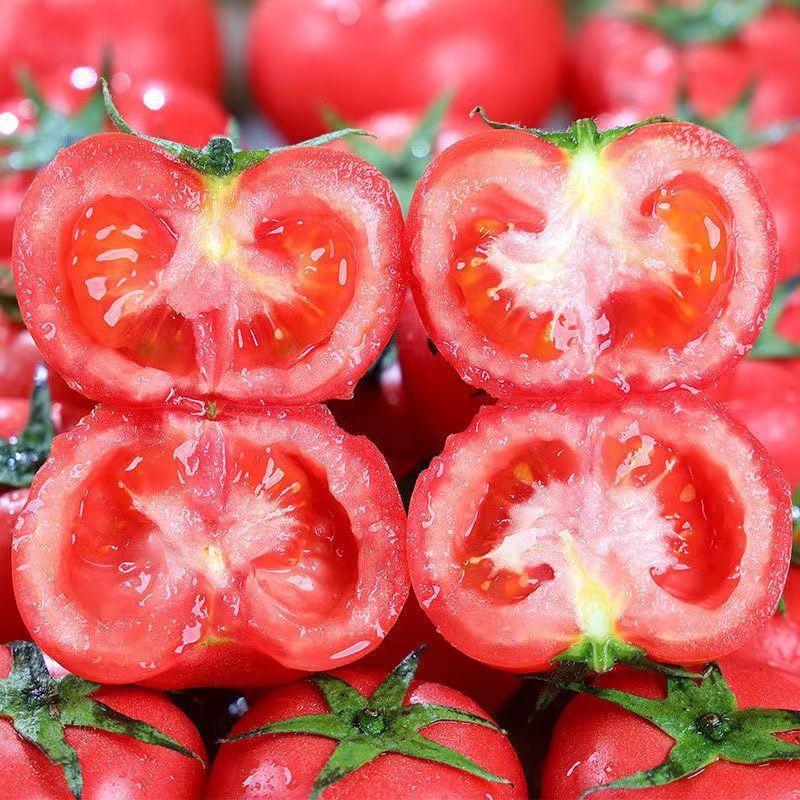 [热卖]河北唐山大红西红柿西红柿番茄产地直发
