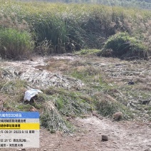 香蒲草