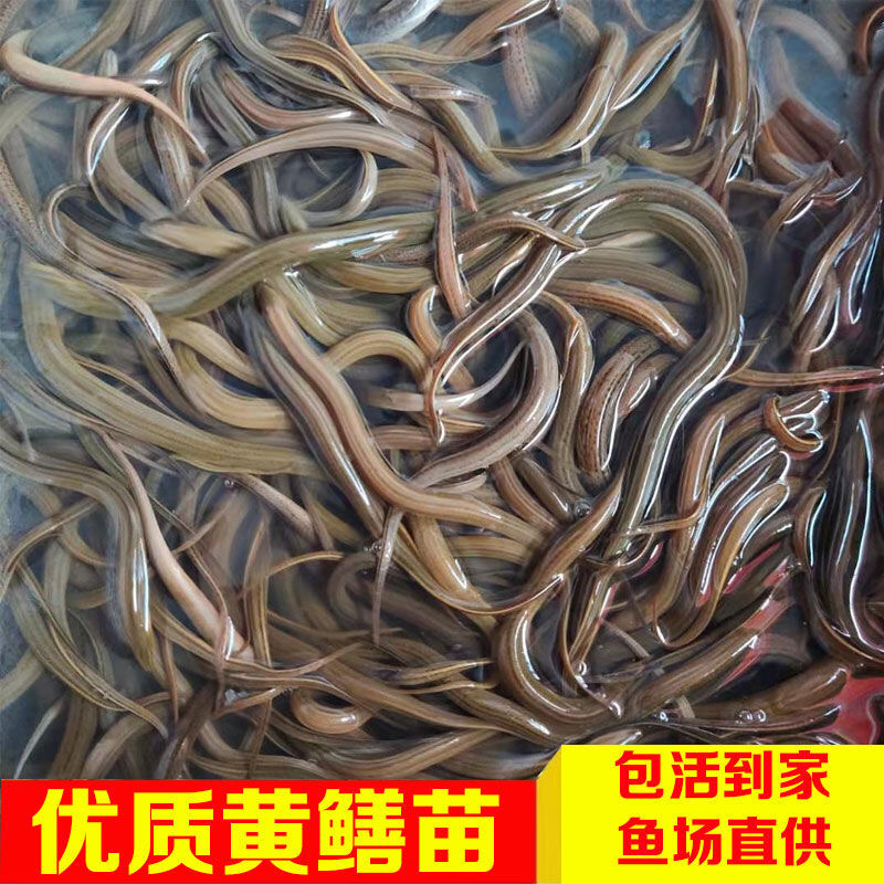 贵阳黄鳝养殖基地规格齐全成活率高提供养殖技术