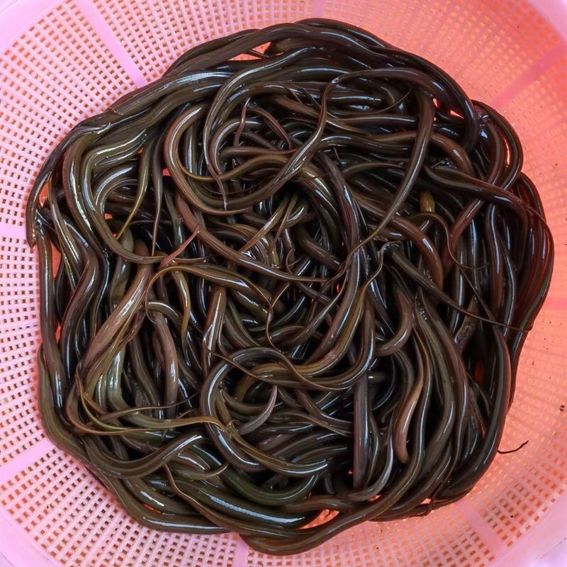 贵阳黄鳝养殖基地规格齐全成活率高提供养殖技术