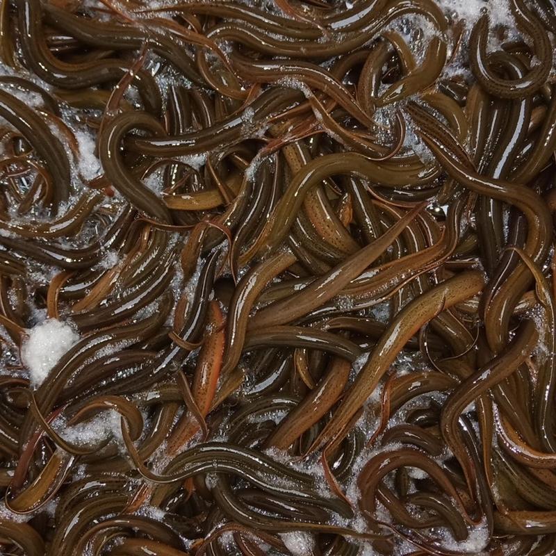 精品黄鳝鱼苗规格齐全成活率高提供养殖技术价格可商量