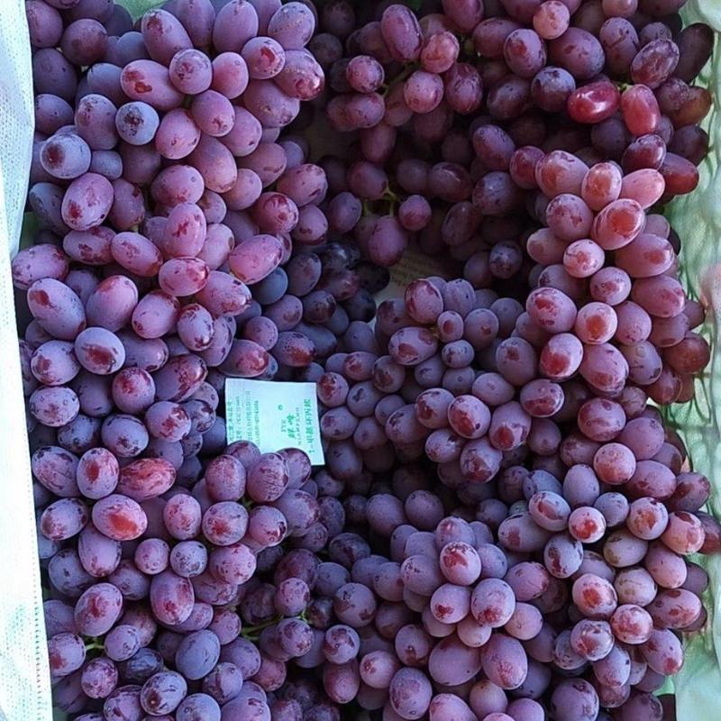 克伦生无籽红提，新疆红提，各种品类葡萄原产地直发