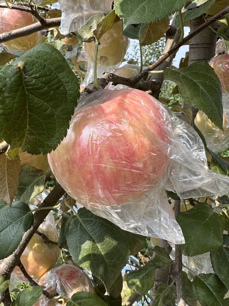 秦脆苹果；一手货源.产地直发.价格便宜.可以视频看货