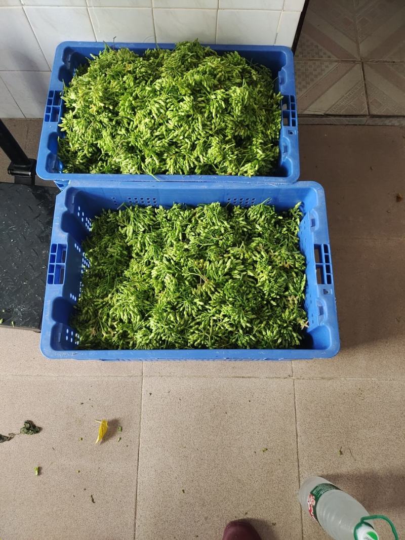 夜香花
