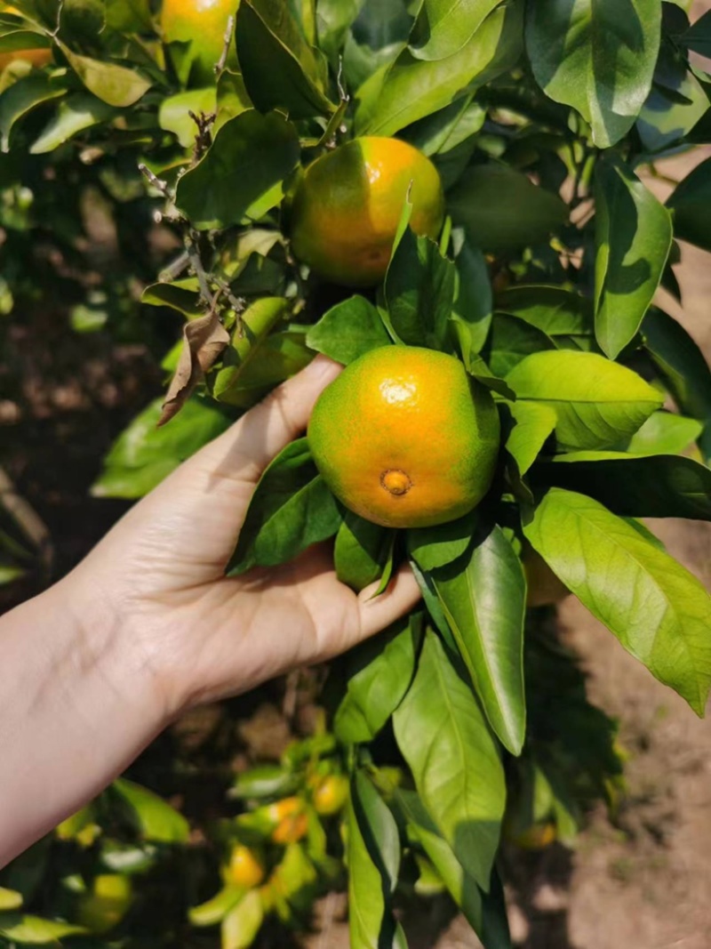 【精品】湖北特早蜜桔大量供应现摘现发个大皮薄口感