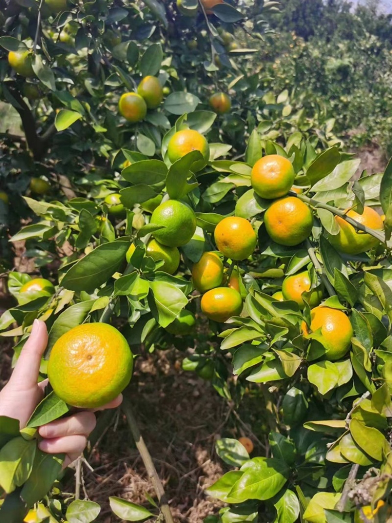 【精品】湖北特早蜜桔大量供应现摘现发个大皮薄口感