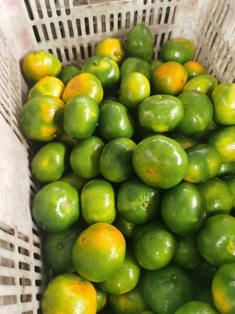 【精品】湖北特早蜜桔大量供应现摘现发个大皮薄口感