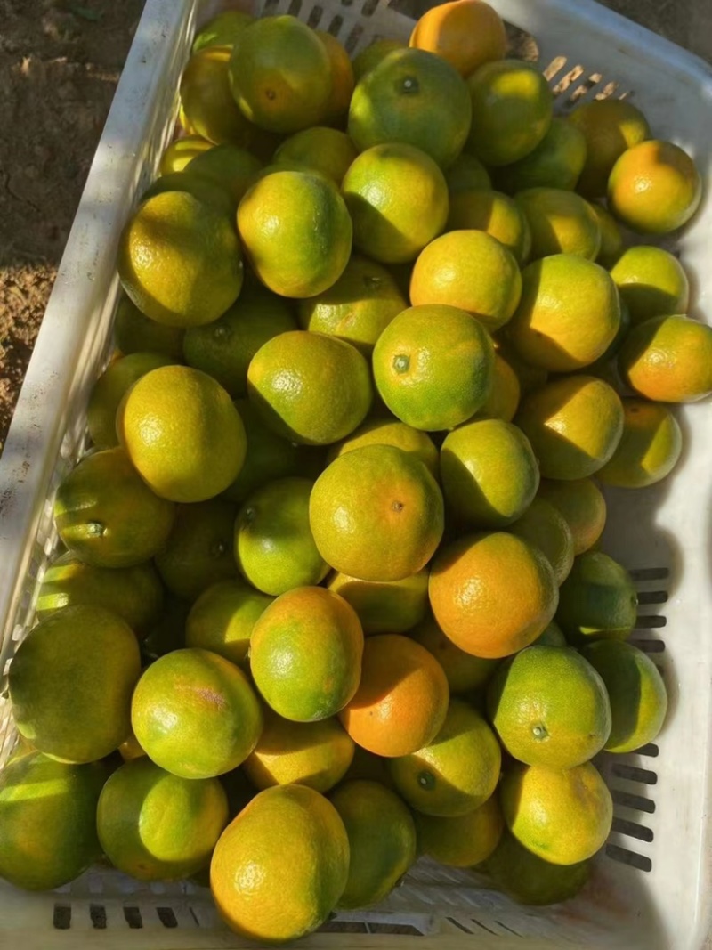 【精品】湖北特早蜜桔大量供应现摘现发个大皮薄口感