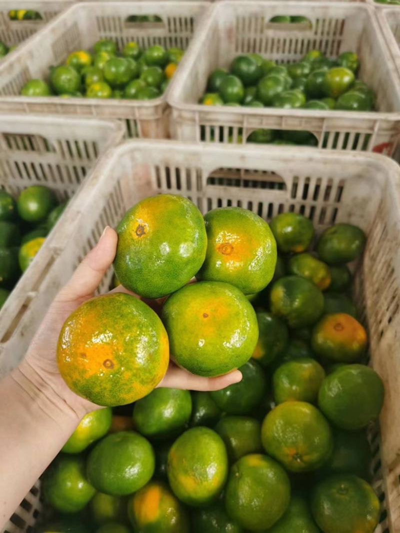 【精品】湖北特早蜜桔大量供应现摘现发个大皮薄口感