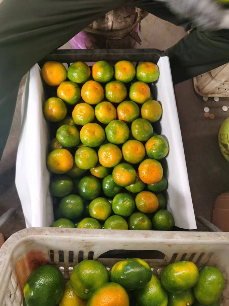 【精品】湖北特早蜜桔大量供应现摘现发个大皮薄口感