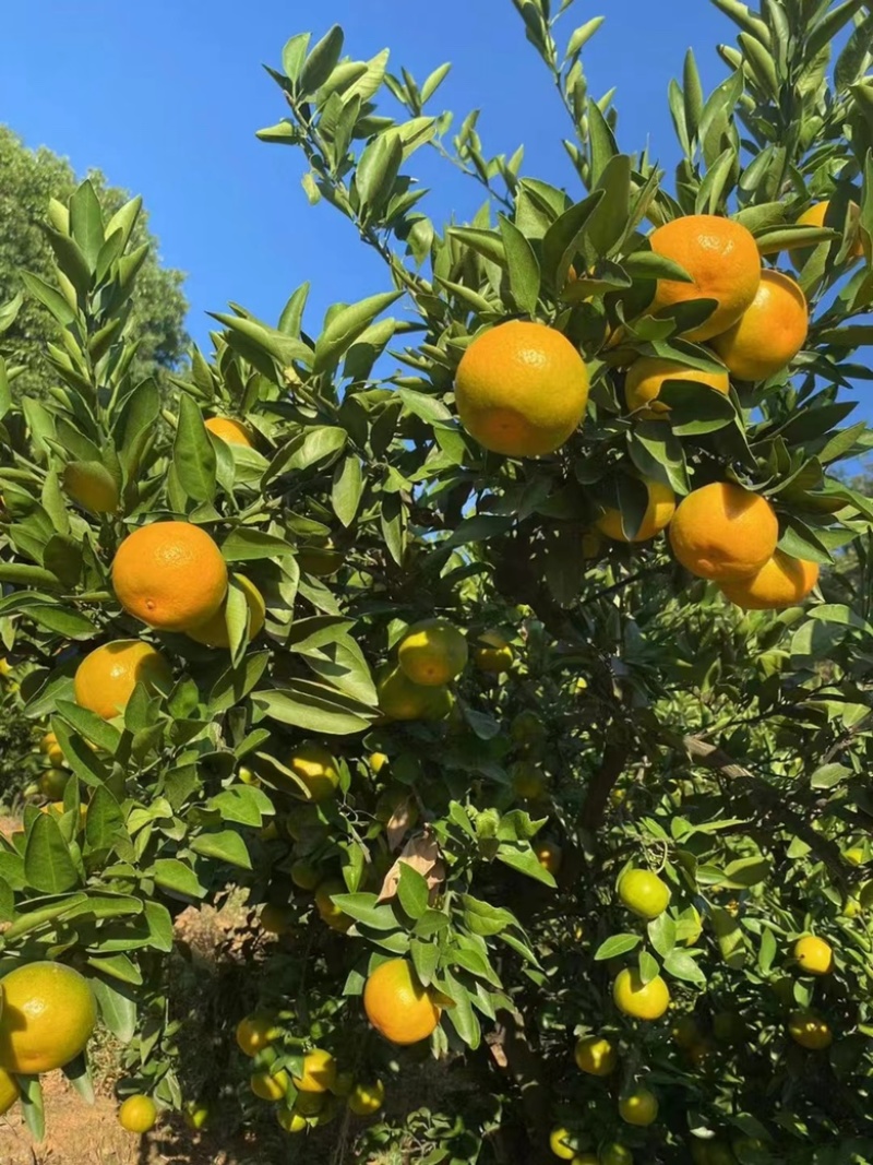【精品】湖北特早蜜桔大量供应现摘现发个大皮薄口感