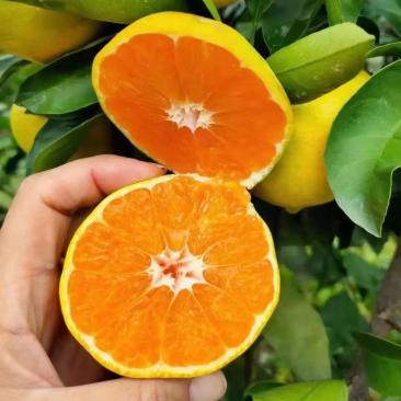 【精品】湖北特早蜜桔大量供应现摘现发个大皮薄口感