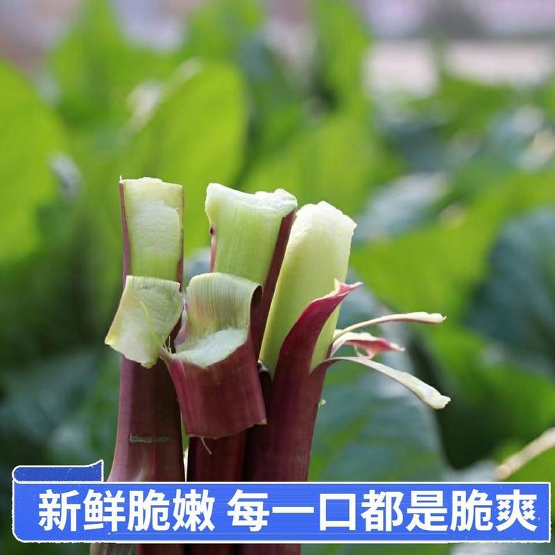 精品红菜苔上市中湖北产地直发供应市场电商商超全国发货