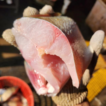李芹活鱼，新鲜白鲢鱼肉，大量现货，欢迎全国客商前来选购