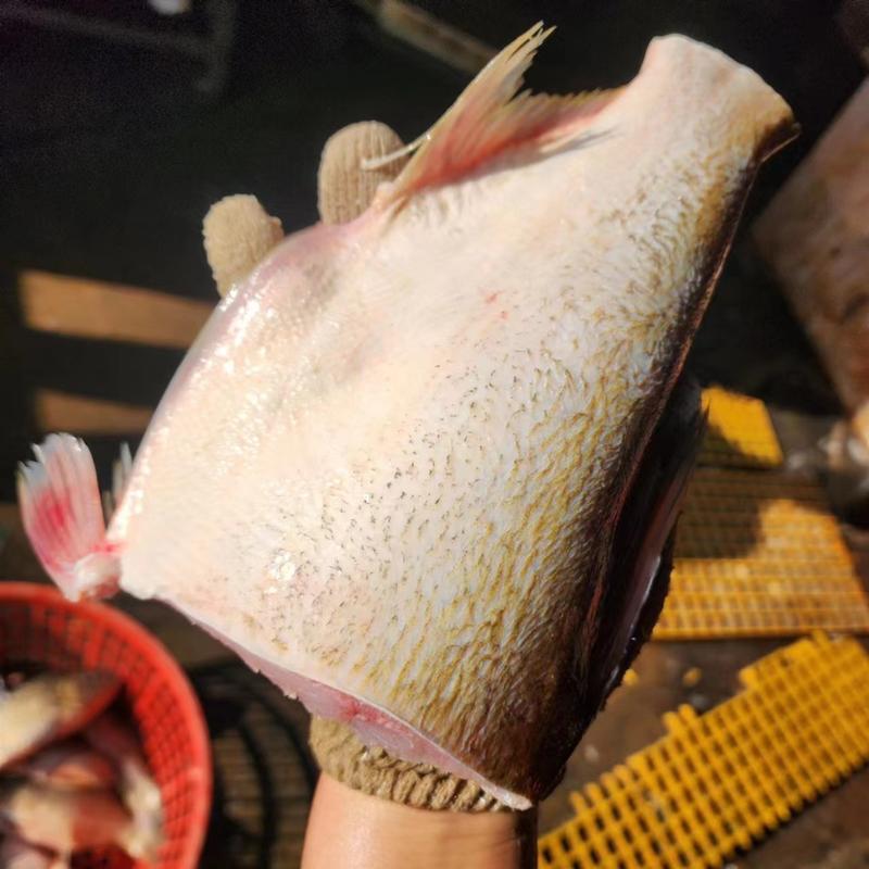 李芹活鱼，新鲜白鲢鱼肉，大量现货，欢迎全国客商前来选购