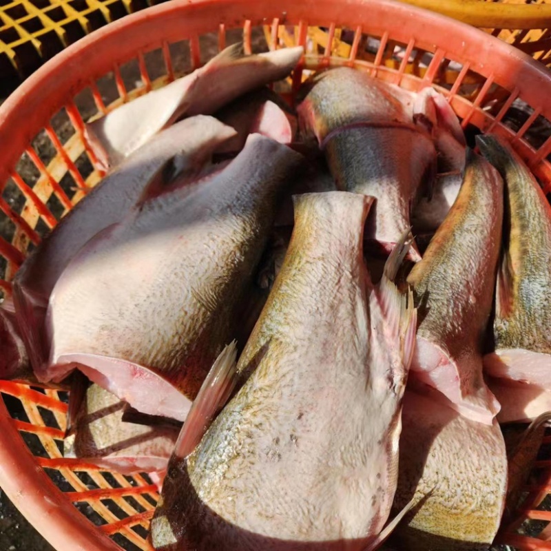 李芹活鱼，新鲜白鲢鱼肉，大量现货，欢迎全国客商前来选购