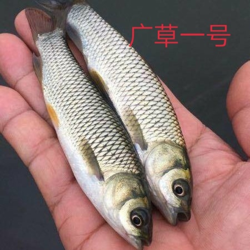 新一代长江一号草鱼苗，专车运输，送货上门，欢迎来电咨询。