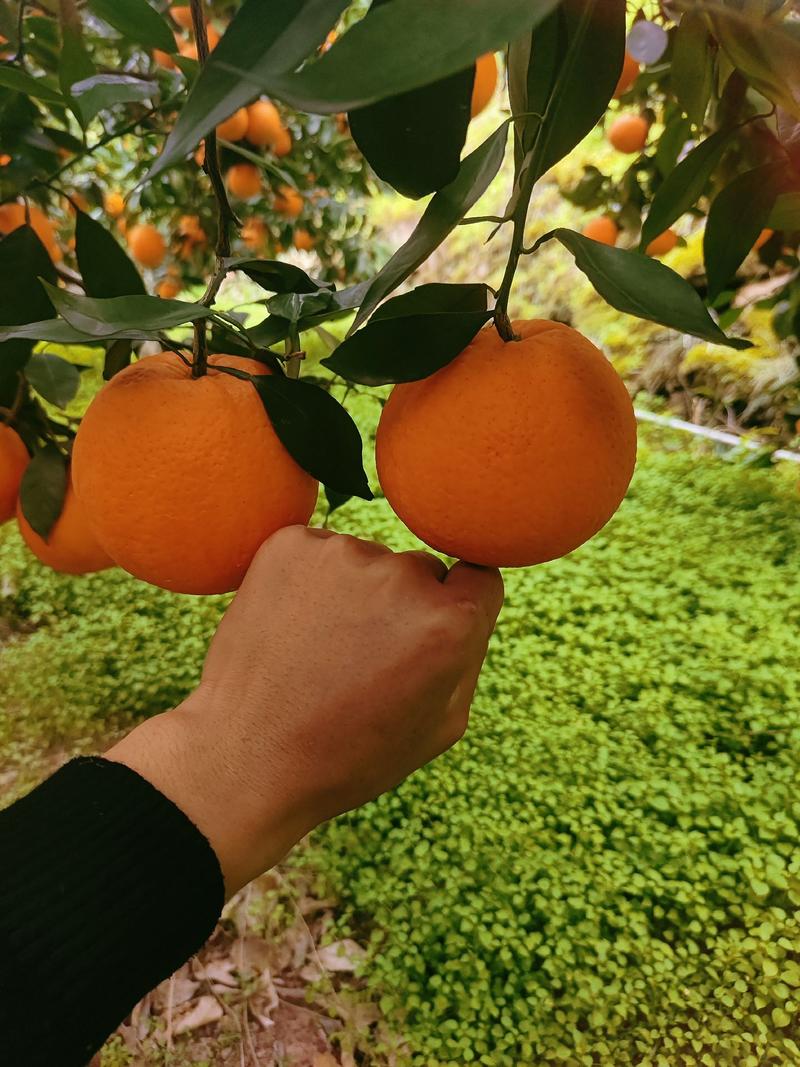 九月红果冻橙地头看货收货果面干净口感纯甜
