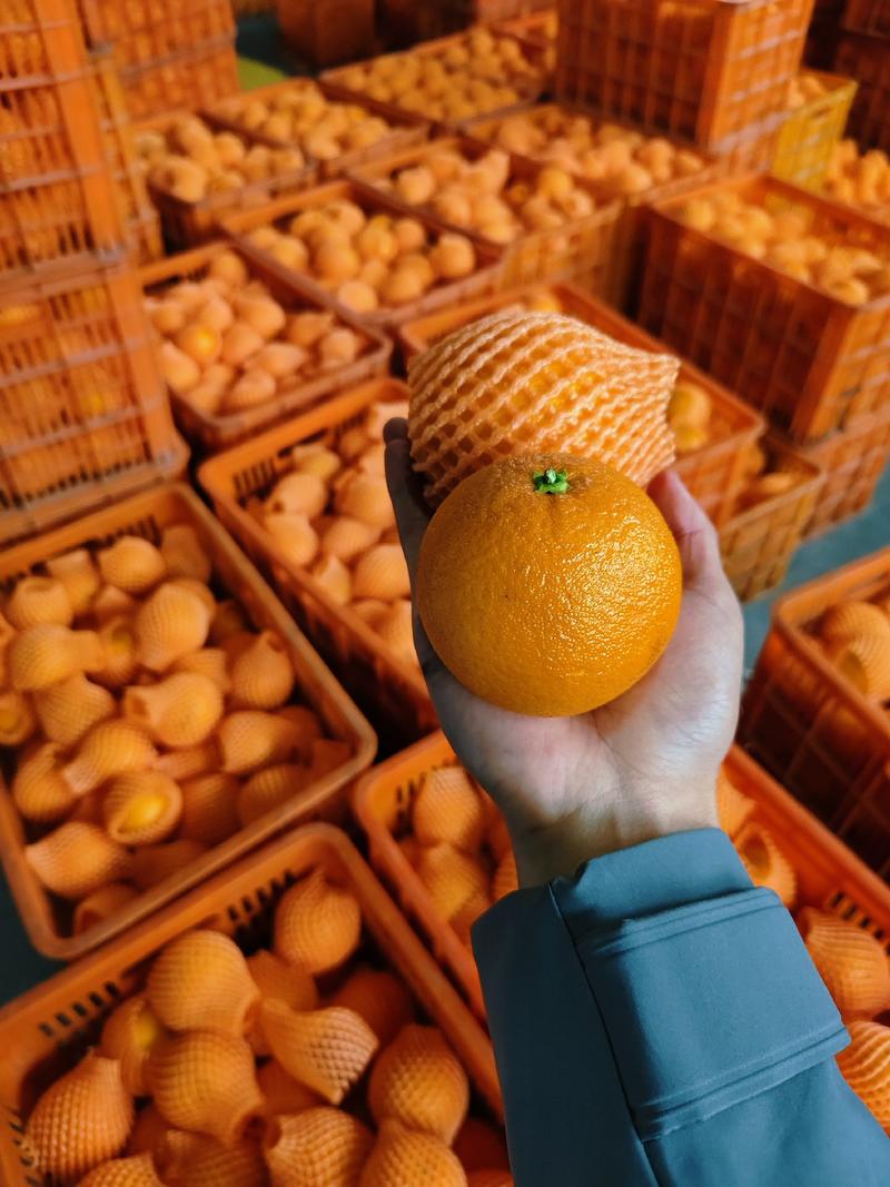 九月红果冻橙地头看货收货果面干净口感纯甜